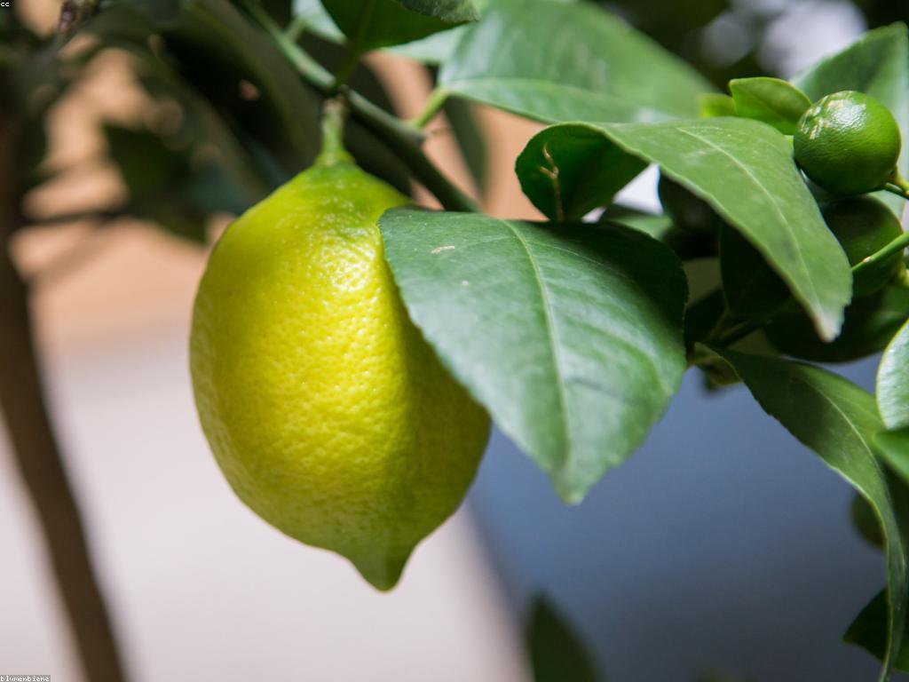 ការថែរក្សាផ្លែឈើស្លត