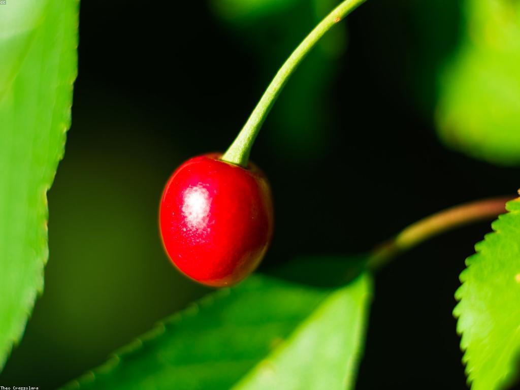 ទីកន្លែងលក់ផ្លែឈើស្លត: របៀបរកទិញផ្លែឈើស្លតមានគុណភាព