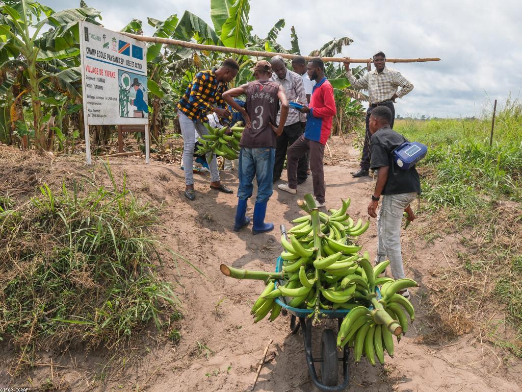 ការស្រាវជ្រាវផ្លែឈើស្លតក្នុងតំបន់ត្រូពីកល