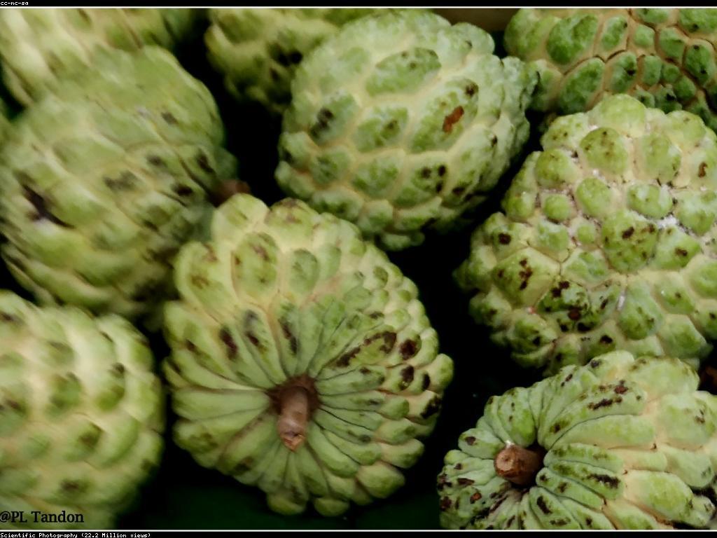 ផ្លែឈើស្លត និងអត្ថប្រយោជន៍សម្រាប់សុខភាព