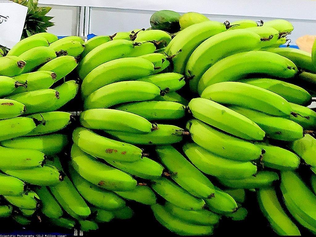 ការស្រាវជ្រាវផ្លែឈើស្លត: សារសំខាន់នៃការកសាងចំណេះដឹង