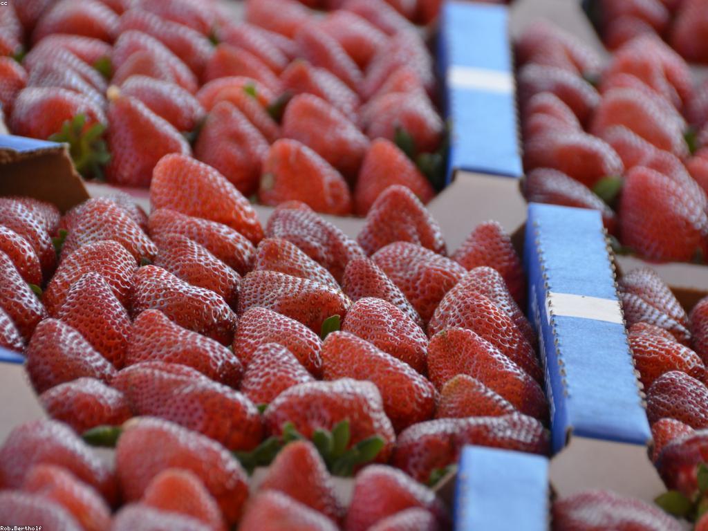 ការយល់ដឹងអំពីការស្រាវជ្រាវផ្លែឈើស្លត