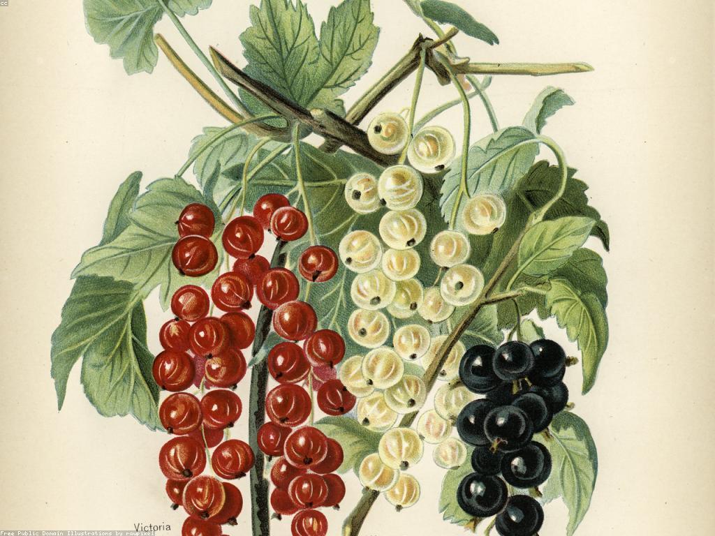 ការស្រាវជ្រាវផ្លែឈើស្លត: ការសម្របសម្រួលរបស់ធម្មជាតិ និងវិជ្ជាជីវៈ