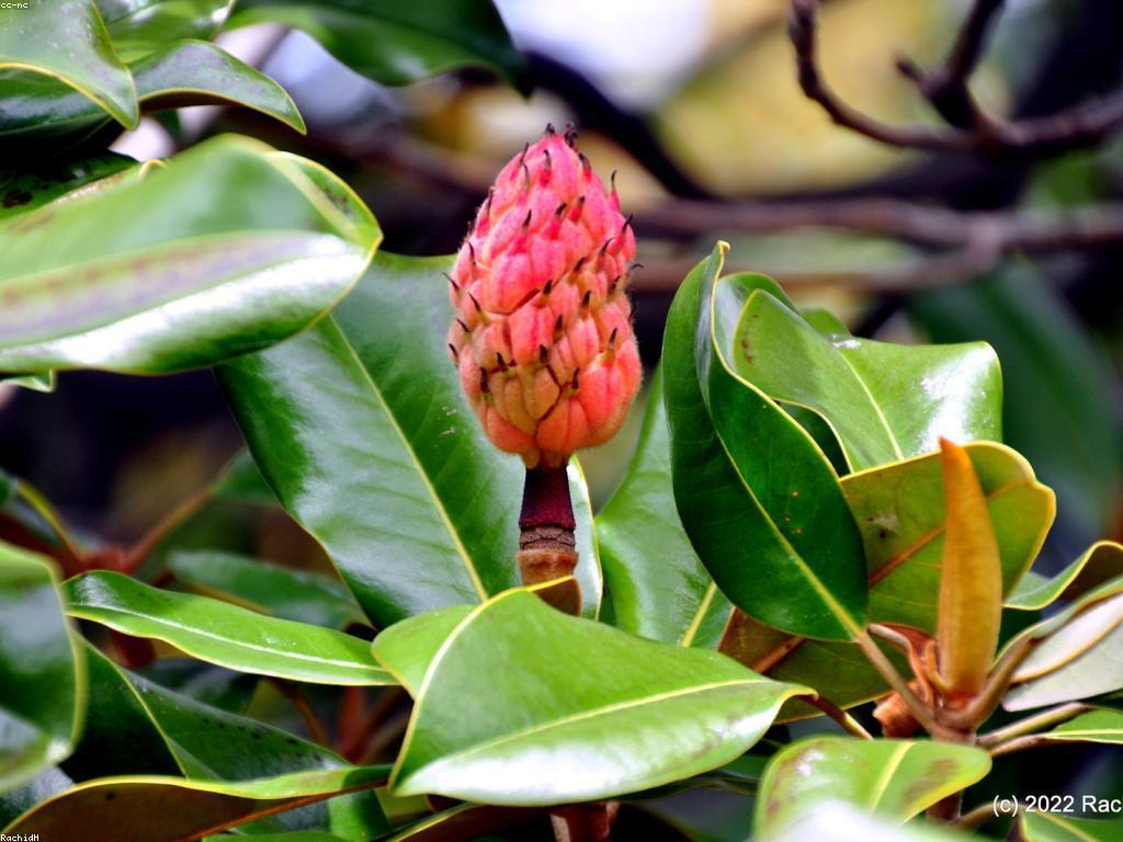 ការយល់ដឹងអំពីការស្រាវជ្រាវផ្លែឈើស្លត